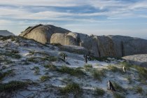 Sudafrica, Capo di buona speranza, Spiaggia di massi, colonia di pinguini asini, Spheniscus demersus — Foto stock