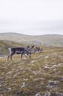 Два северных оленя пасутся на Северном мысе, Норвегия — стоковое фото