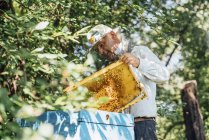 Russia, cornice di controllo apicoltore con api da miele — Foto stock