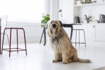 Big Dog waiting in office — Stock Photo