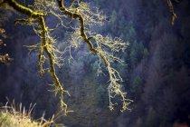 Испания, Природный парк Горбеа, выращенное дерево — стоковое фото