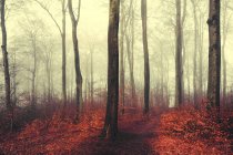 Bosque de otoño, hojas rojas - foto de stock