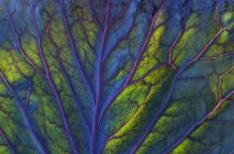 Деталь красного листа капусты — стоковое фото
