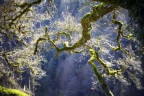 Испания, Природный парк Горбеа, выращенное дерево — стоковое фото