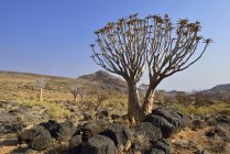 Afrique, Namibie, Carquois, Aloe dichotoma, Namib Desert, Namib Naukluft mountains — Photo de stock