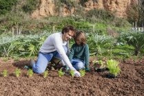 Батько з сином садять салат - саджанці в городі, де вирощують овочі. — стокове фото