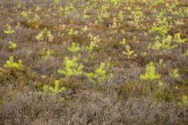 Alemanha, Renânia do Norte-Vestefália, Muensterland, Westruper Heide, Hohe Mark Nature Park, mudas de abeto — Fotografia de Stock