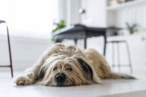 Bored dog waiting in office — Stock Photo
