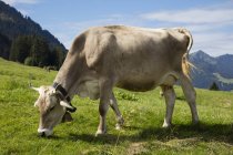 Austria, Vorarlberg, Allgaeu Alpes, ganado marrón - foto de stock