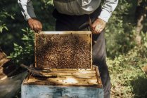 Russland, Imker-Kontrollrahmen mit Honigbienen — Stockfoto