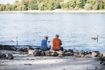 Два старых друга сидят у реки и смотрят на лебедей. — стоковое фото