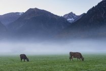 Alemania, Baviera, Allgaeu, bovinos en un prado alpino cerca de Oberstdorf, niebla matutina - foto de stock
