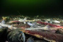 California, British Columbia, Adams River, dead sockeye salmons — Stock Photo