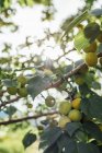 Vicino di albero da frutto contro il sole — Foto stock