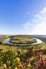 Germania, Baden-Wuerttemberg, Mundelsheim, Neckar e vigneti — Foto stock