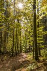 Германия, Баден-Вюртемберг, Шварцвальд, Бад-Вильдбад, лесная тропа осенью — стоковое фото