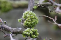 Hoarfrost en musgo creciendo en rama - foto de stock