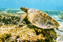 Australia, Queensland, Gran Barrera de Coral, Tortuga carey verde - foto de stock