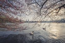 Germania, Amburgo, Germania, Amburgo, ciliegi in fiore a Binnenalster, cigni muti che nuotano — Foto stock