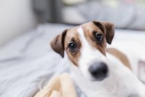 Portrait of Jack Russel Terrier — Stock Photo