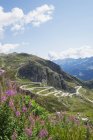Suiza, Ticino, Gotthard Pass, Fireweed en primer plano - foto de stock