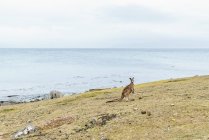 Australien, Tasmanien, Maria Island, Känguru auf einer Wiese am Meer — Stockfoto