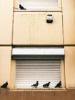 Portugal, Lisbonne, Pigeons assis sur la fenêtre Sill — Photo de stock