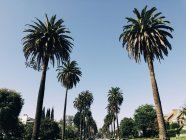 США, Лос-Анджелес, пальмові дерева — стокове фото