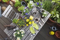 Diversi fiori estivi e attrezzi da giardinaggio sul tavolo da giardino — Foto stock