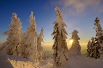 Alemanha, Baviera, Floresta da Baviera no inverno, Great Arber, Arbermandl, abetos cobertos de neve ao pôr do sol — Fotografia de Stock