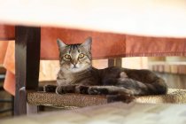 Katze liegt auf Stuhl unter Tisch — Stockfoto