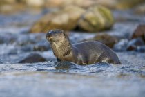 Regno Unito; Scozia, lontra eurasiatica — Foto stock