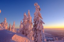 Alemanha, Baviera, Floresta da Baviera no inverno, Great Arber, Arbermandl, abetos cobertos de neve ao pôr do sol — Fotografia de Stock