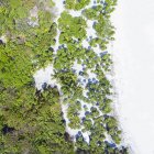Mexico, Yucatan, Quintana Roo, Tulum, drone view of beach with palm trees — Stock Photo