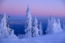Alemanha, Baviera, Floresta da Baviera no inverno, Great Arber, Arbermandl, abetos cobertos de neve ao pôr do sol — Fotografia de Stock
