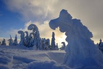 Alemanha, Baviera, Floresta da Baviera no inverno, Great Arber, Arbermandl, abetos cobertos de neve ao pôr do sol — Fotografia de Stock
