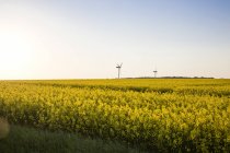 Alemanha, Ruegen, Cabo Arkona, rodas de vento no campo de estupro — Fotografia de Stock