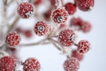 Baies rouges de houx, Ilex aquifolium en hiver, gelées — Photo de stock