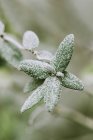 Blätter von Rosenstrauch mit Frost bedeckt, Nahaufnahme — Stockfoto