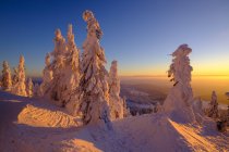 Alemanha, Baviera, Floresta da Baviera no inverno, Great Arber, Arbermandl, abetos cobertos de neve ao pôr do sol — Fotografia de Stock