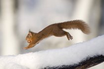 Стрибки Євразійський червоний білка з горіхом в зимовий період — стокове фото