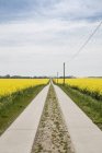 Germany, Ruegen, country lane through rape field — Stock Photo