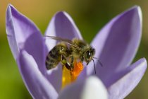 Honigbiene, Apis, auf Krokus — Stockfoto