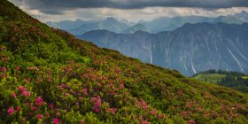 Germania, Baviera, Allgaeu, Alpi di Allgaeu, Vista dal Fellhorn agli Hoefats, rose alpine in fiore — Foto stock