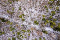 Deutschland, Baden-Württemberg, rems-murr-kreis, Schwäbischer Wald, Waldluftaufnahme im Winter — Stockfoto