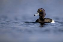 UK, Scotland, swimming tufted duck — Stock Photo