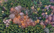Allemagne, Bade-Wurtemberg, Forêt souabe, Vallée du Fils, Vue aérienne de la forêt en automne — Photo de stock