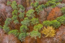 Allemagne, Bade-Wurtemberg, Forêt franconienne souabe, Vue aérienne de la forêt en automne — Photo de stock