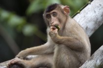 Malaysia, Borneo, Sepilok Orangutan Rehabilitation Centre, young Northern pig-tailed macaque eating leaf — Stock Photo