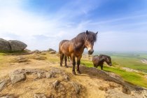 Reino Unido, Scotland, North Berwick Law, Exmoor ponies - foto de stock